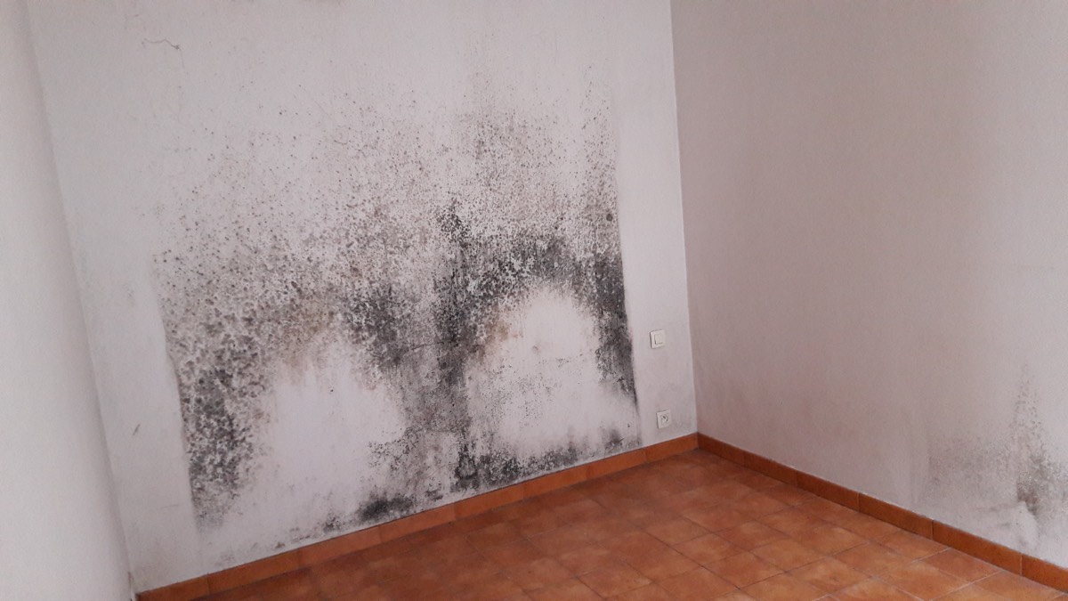 Moisissures - Expertise humidité à Nevers